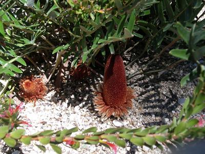 Banksia blechnifolia